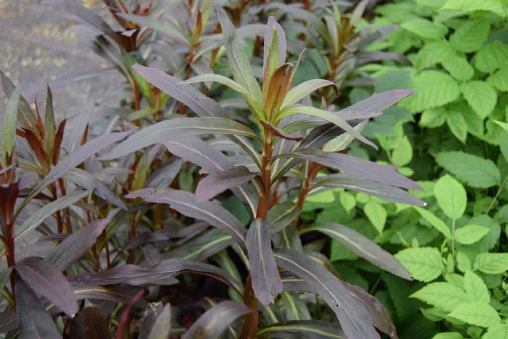Lobelia cardinalis 'Queen Victoria' ---